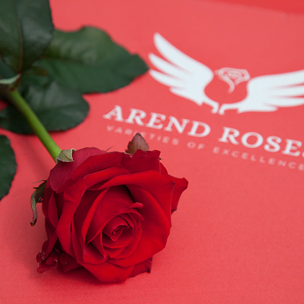 Rosas de Arend