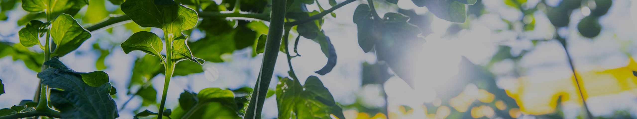 Tomaten plant