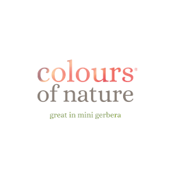 Colours of Nature - great in mini gerbera