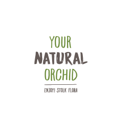 Your Natural Orchid - Enjoy! Stolk Flora