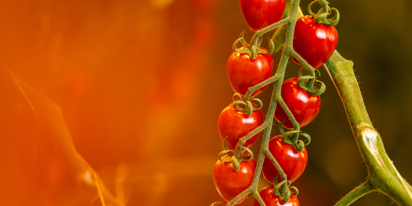 Visual Agro Care project