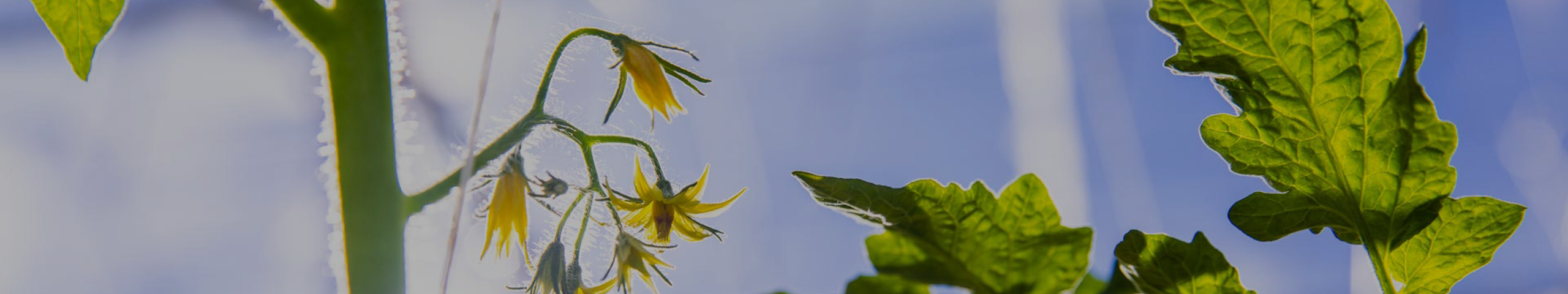 Tomaten plant bloem